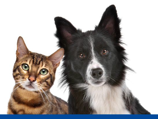 Cachorro e Gato